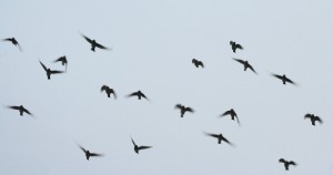 Starlings in Rome